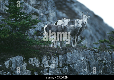 Stein Schaf (Schaf und Lämmer auf FELSVORSPRUNG) (Ovis dalli) STONEI/MUNCHO LAKE PROVINCIAL PARK BRITISH COLUMBIA Stockfoto