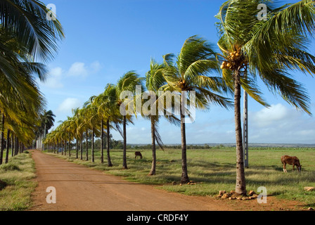 Kokospalme (Cocos Nucifera), Palm Allee in der Nähe von Cardenas, Kuba, Karibik Stockfoto
