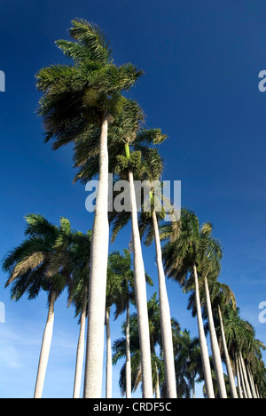 Königspalme (Roystonea Regia), Palm-Baum-Allee in der Nähe von Cardenas, Kuba, Karibik Stockfoto
