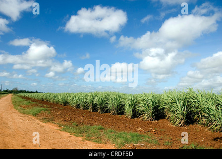 Zuckerrohr (Saccharum Officinarum), Feld und Feldweg, Kuba, Karibik Stockfoto