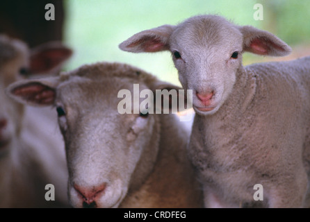 2 WOCHEN ALTEN MÄNNLICHEN DORSET LAMM Stockfoto