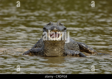 brillentragende Kaiman (Caiman Crocodilus Yacare), öffnen Sie mit Mund, Brasilien, Pantanal Stockfoto