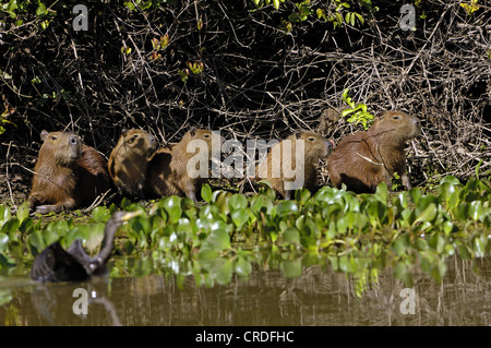 Capybara, Carpincho (Hydrochaeris Hydrochaeris), Gruppe am Ufer, Brasilien, Pantanal Stockfoto