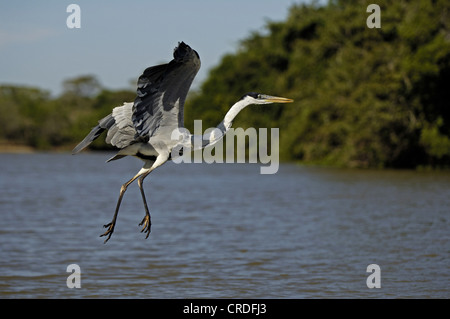 Cocoi Reiher (Ardea Cocoi), fliegen, Brasilien, Pantanal Stockfoto