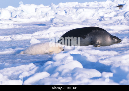 Grönlandrobbe (Phoca Groenlandica, Pagophilus Groenlandicus), pup mit Mutter, Kanada, Quebec, Îles-de-la-Madeleine Stockfoto