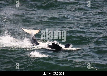 Schwertwal (Orca) schlug seine Rute beim Schwimmen auf dem Rücken im Swanson Kanal westlich von Pender Island, BC Stockfoto