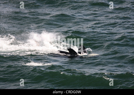 Schwertwal (Orca) schlug seine Rute beim Schwimmen auf dem Rücken im Swanson Kanal westlich von Pender Island, BC Stockfoto