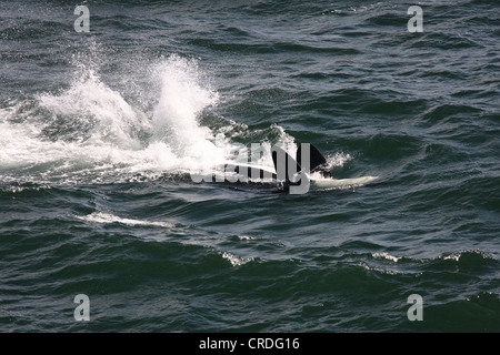 Schwertwal (Orca) schlug seine Rute beim Schwimmen auf dem Rücken im Swanson Kanal westlich von Pender Island, BC Stockfoto