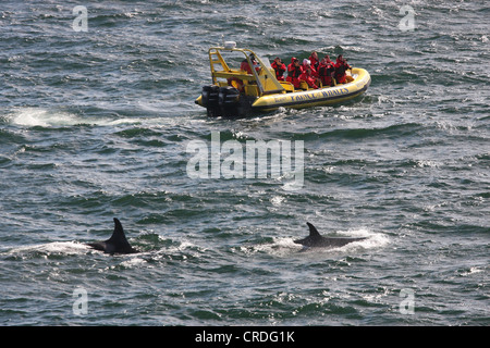 Touristen in ein Whale Watcher Boot beobachten die Schwertwale (Orcas) in Swanson Kanal westlich von Pender Island, BC, Kanada Stockfoto