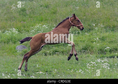 inländische Pferd (Equus Przewalskii F. Caballus), Fohlen im Feld. Yloejaervi, Finnland Stockfoto