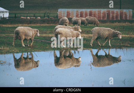 RANCH SCHAFE SCHAFE ZU FUß NEBEN TEICH MIT SPIEGELBILD IM WASSER IN DER NÄHE VON WEIDEN, CALIFORNIA NORTHERN CALIFORNIA Stockfoto