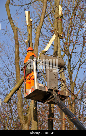 Beschneiden von Eschen, die mit dem Mikro Pilz Chalara Fraxineaaus infiziert sind Stockfoto