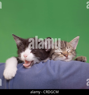 Zwei traumhafte Katzen Hauskatzen isoliert auf grünem Hintergrund Stockfoto