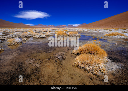 Teiche mit peruanischen Federgras (Stipa Ichu) und einem bewölkten blauen Himmel, Uyuni, Bolivien, Südamerika Stockfoto