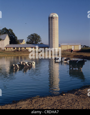 KÜHE IN HOF-TEICH / PENNSYLVANIA Stockfoto