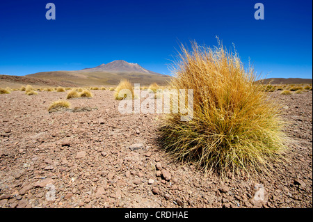 Peruanische Federgras (Stipa Ichu) vor einem Vulkan, Uyuni, Bolivien, Südamerika Stockfoto