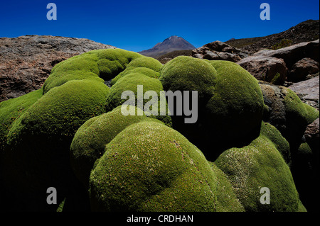 Vareta oder Llareta (Azorella Compacta) Kissen, mit Vulkan, Uyuni, Bolivien, Südamerika Stockfoto