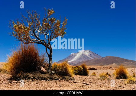 Peruanische Federgras (Stipa Ichu) mit Bäumen vor einem Vulkan, Uyuni, Bolivien, Südamerika Stockfoto