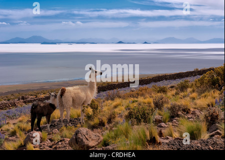 Lama (Lama) mit jungen am Berg Wiese, Salar de Uyuni, Uyuni, Bolivien, Südamerika Stockfoto