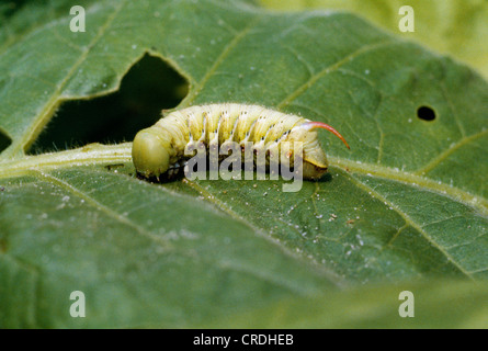 HORNWORM TABAK, TABAK "FLIEGEN", CAROLINA SPHINX MOTTE ODER SÜDLICHEN SPHINX MOTH (MANDUCA SEXTA) LARVEN ESSEN TABAKPFLANZE Stockfoto