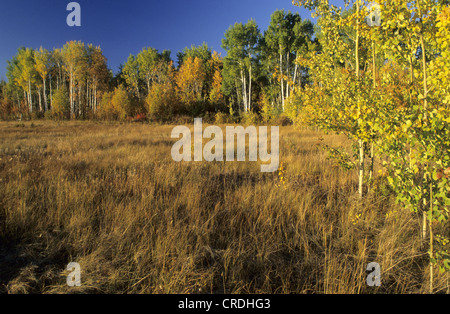 Indian Summer in den kanadischen Northwest Territories, Kanada Stockfoto