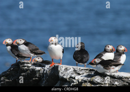 Papageitaucher stehen auf den Felsen am Meer Stockfoto