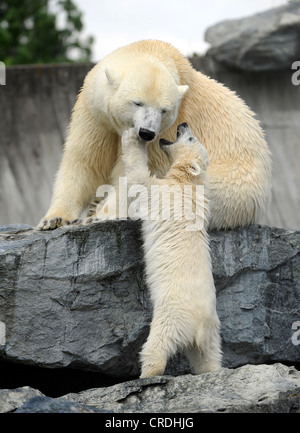 Eisbär (Ursus Maritimus), pup mit seiner "Mutter Stockfoto