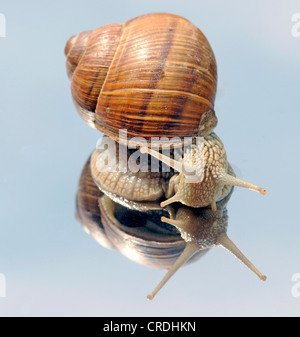 Römische Schnecke, Schnecken, Schnecken Schnecke, essbare Schnecken, Apfelschnecke, Weinrebe Schnecke, Weinbergschnecke, Rebe-Schnecke (Helix Pomatia), kriecht auf einem Spiegel Stockfoto