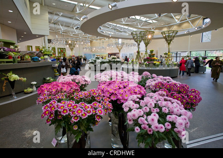 Costmary, chinesische Aster, Chrysantheme, Mama, Mama Garten (Dendranthema X grandiflorum, Dendranthema Grandiflorum, Dendranthema Indica, Chrysanthemum Indicum, Chrysantheme Grandiflorum, Chrysantheme X grandiflorum), Blumenausstellung Keukenhof, Lisse, Niederlande, Suedholland Stockfoto