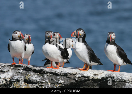 Gruppe der Papageitaucher stehen auf Felsen am Meer Stockfoto