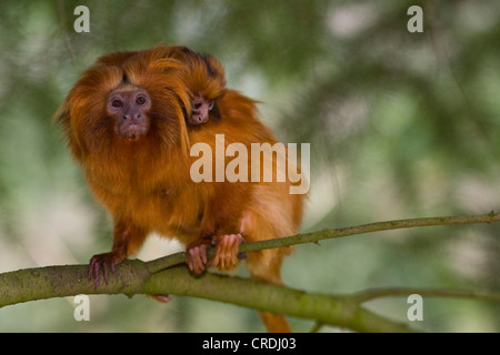 Goldener Löwe Tamarin (Leontopithecus Rosalia Rosalia), mit Welpen, Niederlande, Apenheul, Apeldorn Stockfoto