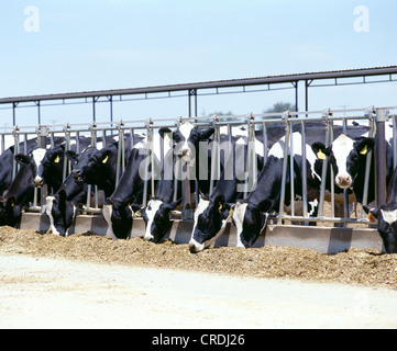 MILCHKÜHE ESSEN MAISSILAGE / CALIFORNIA Stockfoto