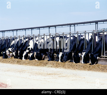 MILCHKÜHE ESSEN MAISSILAGE / CALIFORNIA Stockfoto