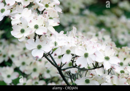 BLÜHENDE HARTRIEGEL (CORNUS FLORIDA) / PENNSYLVANIA Stockfoto