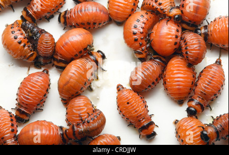 Kartoffelkäfer Larve auf weißem Hintergrund Stockfoto