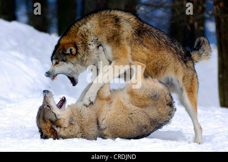 Timber Wolf (Canis Lupus LYKAON), zwei kämpfende Individuen, Deutschland Stockfoto