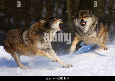 Timber Wolf (Canis Lupus LYKAON), zwei kämpfende Individuen im Schnee, Deutschland Stockfoto