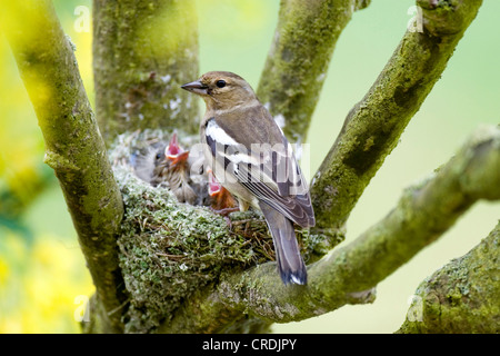 Buchfinken (Fringilla Coelebs), weibliche Fütterung der Jungvögel, Deutschland, Rheinland-Pfalz Stockfoto