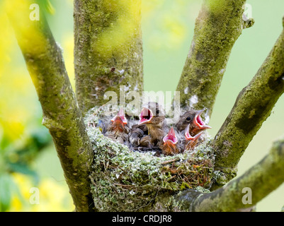 Buchfinken (Fringilla Coelebs), Nest, mit der Aufforderung, Deutschland, Rheinland-Pfalz Stockfoto