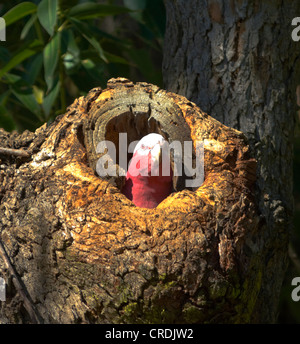 Rosakakadu (Cacatua Roseicapilla) Stockfoto