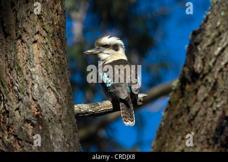 Lachende Kookaburra (Dacelo Novaeguineae) Stockfoto