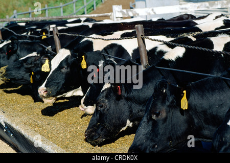 HOLSTEIN KÜHE UND GEZÜCHTETEN FÄRSEN ESSEN SILAGE / PENNSYLVANIA Stockfoto