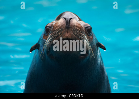 Kalifornischer Seelöwe (Zalophus Californianus), portrait Stockfoto