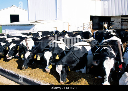 HOLSTEIN KÜHE UND GEZÜCHTETEN FÄRSEN ESSEN SILAGE / PENNSYLVANIA Stockfoto