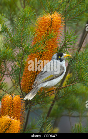 Laut Bergmann (Manorina Melanocephala), New-South.Wales, NSW, Australien Stockfoto