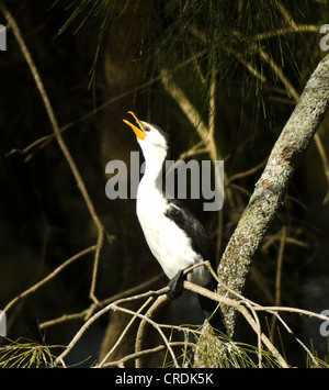 Wenig Pied Kormoran (Phalacrocorax Melanoleucos) Stockfoto