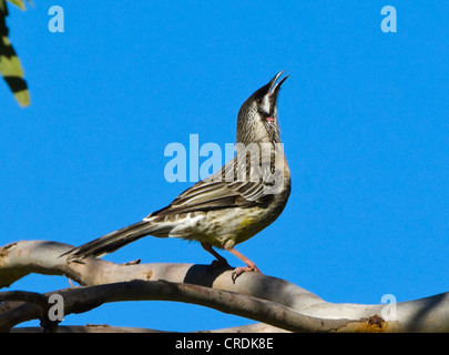 Rotes Wattlebird (Anthochaera Carunculata) Stockfoto