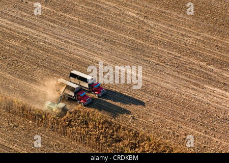 Luftaufnahme, Agrarlandschaft im Central Valley, Erntemaschinen Maisernte, Fresno, Kalifornien, USA Stockfoto