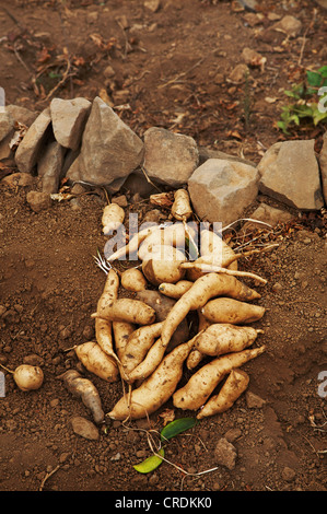 Süßkartoffel (Ipomoea Batatas), Gom Gom Tal, Ernte von Süßkartoffeln, Cap Verde Inseln, Cabo Verde, Insel Santiago Serra Malagueta Stockfoto