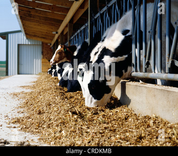 NEUE VA STIL HEIFER SCHEUNE / PENNSYLVANIA Stockfoto